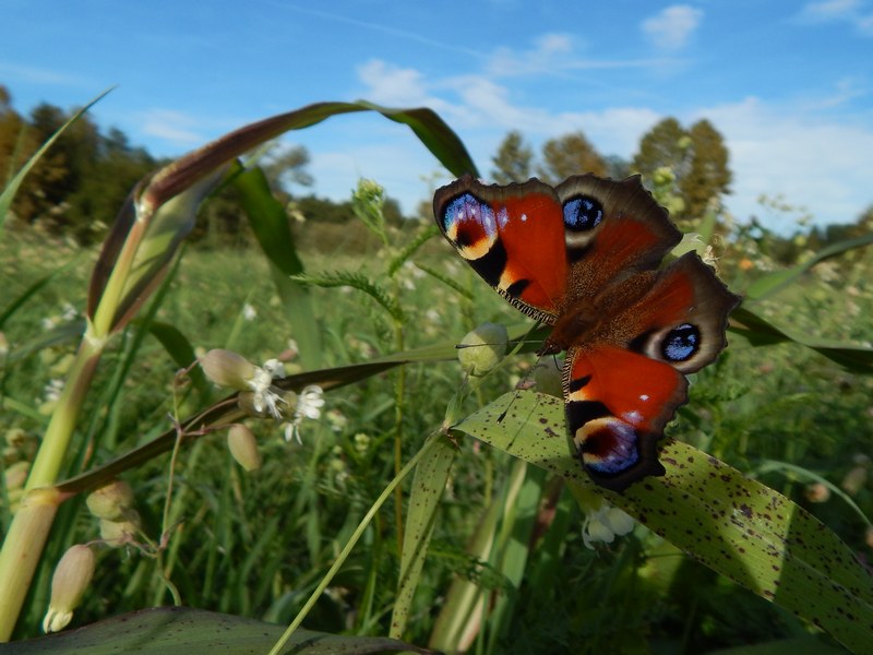 Aglais io : sempre uno spettacolo.